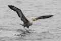 Черноногий альбатрос фото (Phoebastria nigripes) - изображение №59 onbird.ru.<br>Источник: www.agamiheron.com